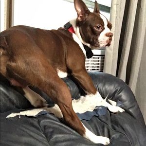 Meet your Posher, Austin